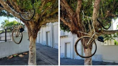 Vibo Marina, bicicletta tra i rami di un albero: i lati artistici dell’inciviltà