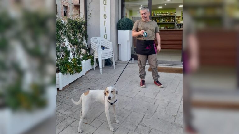 Cagnolina abbandonata in mezzo alla strada a Vena di Ionadi: salvata dai titolari di un bar