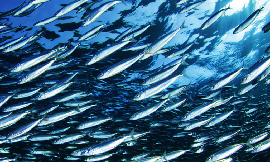 Pesca in Calabria, sullo Ionio ripartono le attività: «Caro-gasolio sfida  insormontabile»