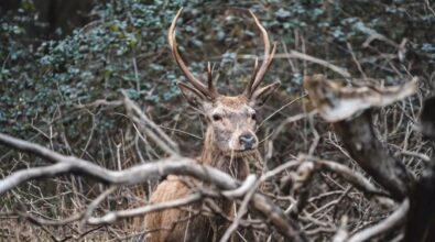 Altri 30 cervi italici in arrivo nel Parco delle Serre: continua il progetto per salvare la specie dall’estinzione