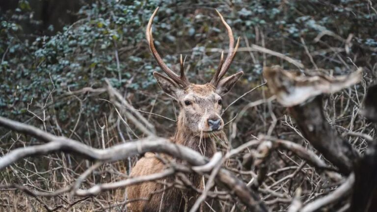 Altri 30 cervi italici in arrivo nel Parco delle Serre: continua il progetto per salvare la specie dall’estinzione