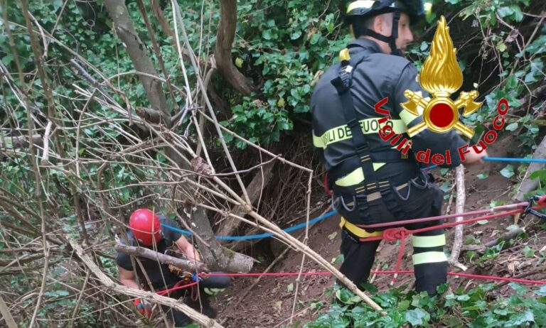 Cane cade in un dirupo, salvato dai vigili del fuoco di Vibo Valentia