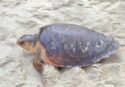 Tartaruga caretta caretta depone le uova sulla spiaggia di Pizzo: la schiusa attesa per metà agosto