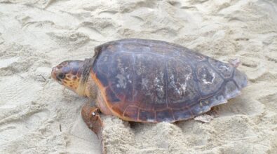 Tartaruga caretta caretta depone le uova sulla spiaggia di Pizzo: la schiusa attesa per metà agosto