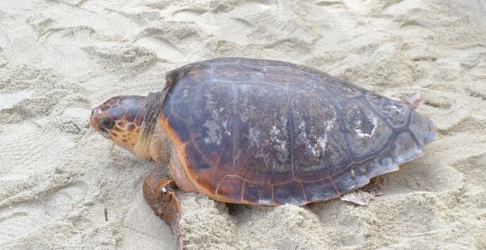 Tartaruga caretta caretta depone le uova sulla spiaggia di Pizzo: la schiusa attesa per metà agosto