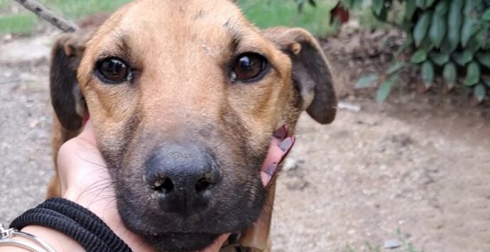 Mileto: la storia del cane Hook, finito in una tagliola ora cerca casa