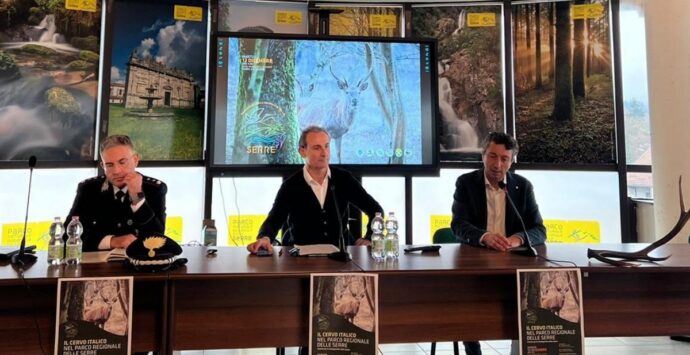 Il cervo italico torna a popolare il Parco naturale regionale delle Serre – Video