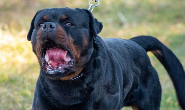 Aggredita dal suo cane in Calabria, grave una donna