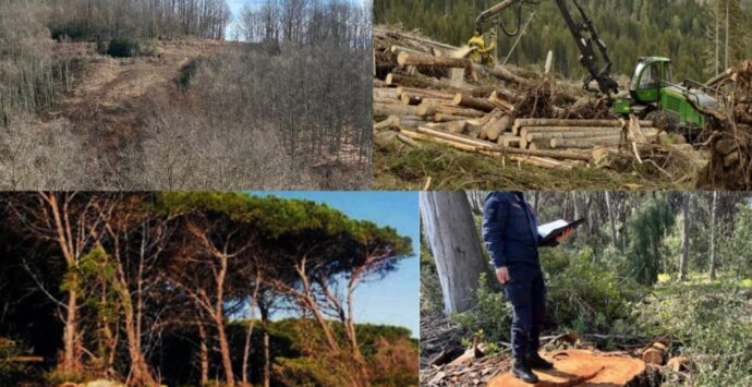 Taglio selvaggio di alberi nel Vibonese, Europa verde: «Grave impatto sull’ambiente»