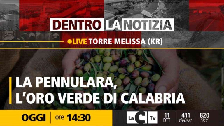 Dentro la notizia: focus sull’olio d’oliva realizzato con la varietà “pennulara”