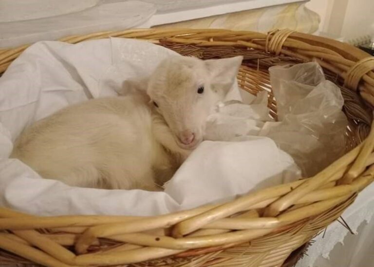 Agnello con le zampe legate in chiesa a Monterosso, lo sdegno delle associazioni animaliste