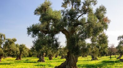 A San Gregorio d’Ippona la presentazione della ricerca sugli alberi di ulivo – Video