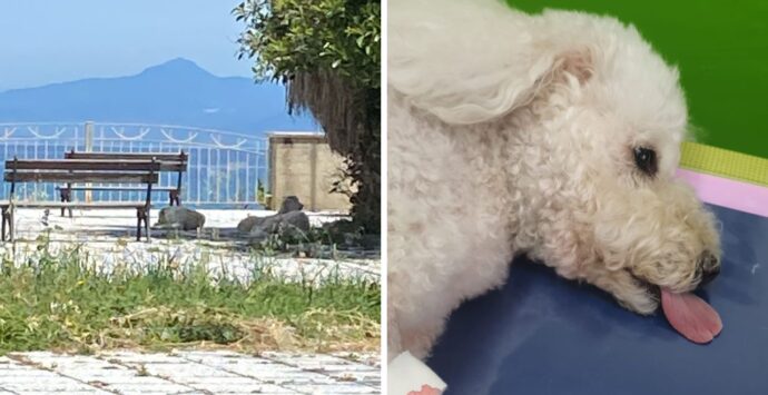 Bivona, giovane a spasso con il cane aggredita da un branco di randagi