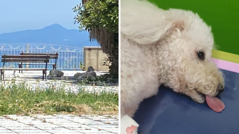 Bivona, giovane a spasso con il cane aggredita da un branco di randagi