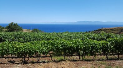 I vini delle Cantine Artese trionfano in Germania: due medaglie d’oro al Women’s International Trophy