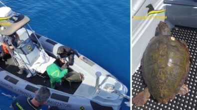 Tartaruga salvata in extremis dai finanzieri durante un pattugliamento al largo di Briatico – VIDEO