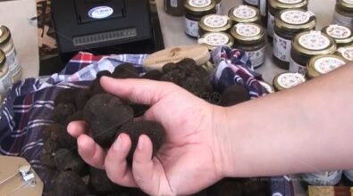 Vibonese terra di tartufi… non solo gelato: il prezioso tubero dimora (non raccolto) nei boschi delle Serre -VIDEO