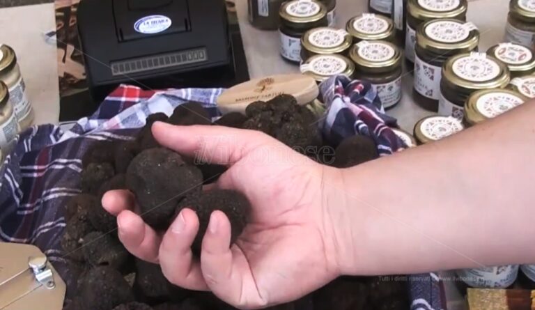 Vibonese terra di tartufi… non solo gelato: il prezioso tubero dimora (non raccolto) nei boschi delle Serre -VIDEO