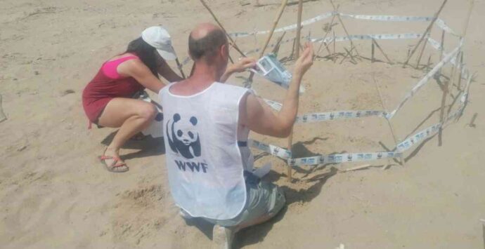 I volontari del Wwf di Vibo scoprono 5 nidi di tartarughe sulle spiagge: monitoraggio in corso su tutta la costa calabrese