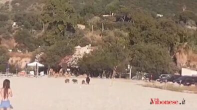 Una famiglia di cinghiali in spiaggia a Parghelia tra chi gioca a pallone e prende il sole – Video