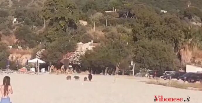 Una famiglia di cinghiali in spiaggia a Parghelia tra chi gioca a pallone e prende il sole – Video