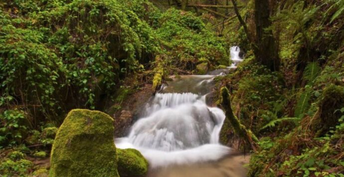 Mongiana, dove i carabinieri difendono la biodiversità delle Serre: la montagna vibonese tutta da scoprire