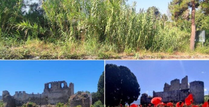 «Qui sembra la giungla di Sandokan», il Castello di Bivona nascosto alla vista da un inestricabile canneto