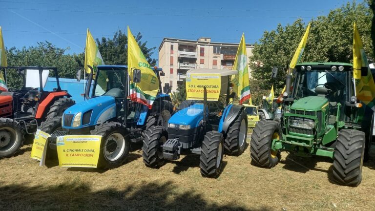 I trattori calabresi tornano in strada per protestare contro l’invasione dei cinghiali