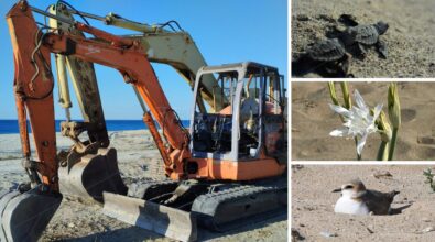 Ruspe schiaccia-tutto sulle spiagge, l’appello di Paolillo (Wwf Vibo): «Pulire così è un crimine contro la natura»