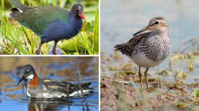 Riserva del Mesima, individuate 3 rarissime specie di uccelli: negli ultimi 70 anni pochi avvistamenti
