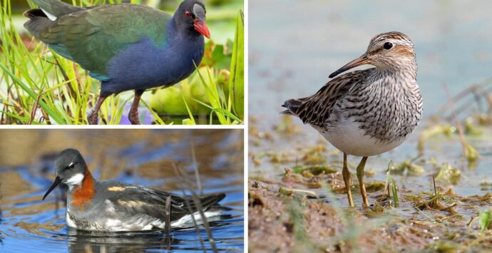 Riserva del Mesima, individuate 3 rarissime specie di uccelli: negli ultimi 70 anni pochi avvistamenti