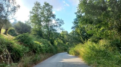 Mileto, questa strada è una jungla: il segretario Pd Salvatore Pedullà denuncia il degrado della Provinciale 10