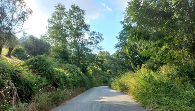 Mileto, questa strada è una jungla: il segretario Pd Salvatore Pedullà denuncia il degrado della Provinciale 10