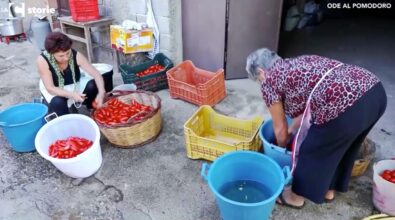 L’estate in bottiglia, nel Vibonese c’è ancora chi fa i pomodori a casa: rito che un tempo univa tre generazioni – VIDEO