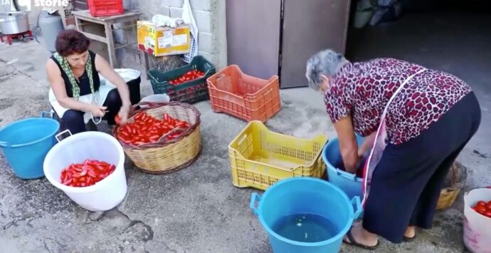 L’estate in bottiglia, nel Vibonese c’è ancora chi fa i pomodori a casa: rito che un tempo univa tre generazioni – VIDEO