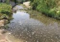 Il torrente Sant’Anna ancora inquina Bivona nonostante le promesse: ecco il nuovo scempio – VIDEO