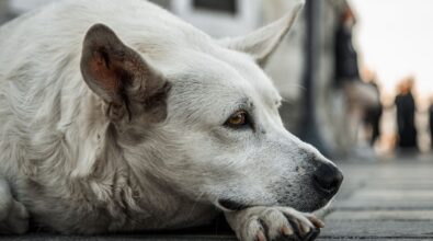 Soli come cani (e gatti), emergenza randagi nel Vibonese. L’associazione Argo: «In estate si palesa l’indifferenza degli Enti»