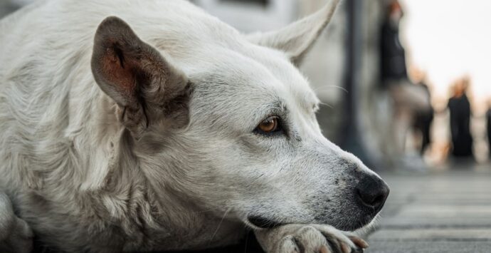 Soli come cani (e gatti), emergenza randagi nel Vibonese. L’associazione Argo: «In estate si palesa l’indifferenza degli Enti»