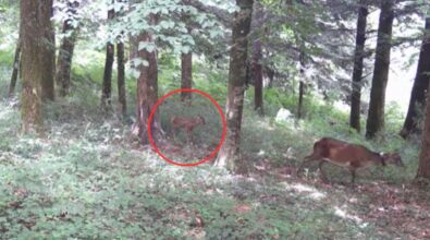 Nato il primo cucciolo di cervo italico nel Parco delle Serre – Video