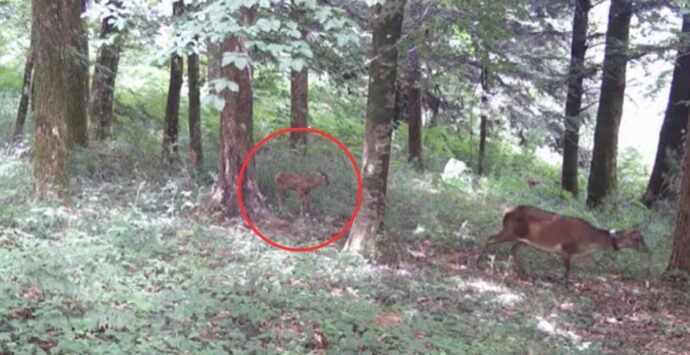 Nato il primo cucciolo di cervo italico nel Parco delle Serre – Video