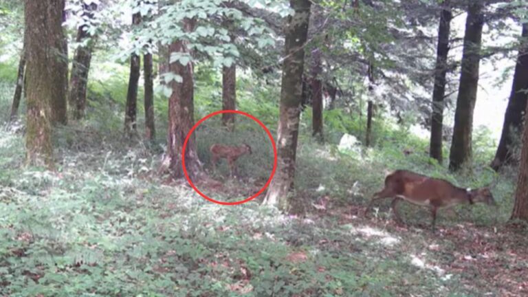 Nato il primo cucciolo di cervo italico nel Parco delle Serre – Video