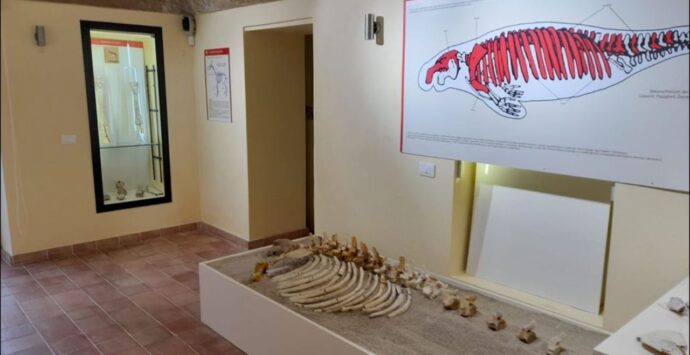 Un pezzo di storia della Calabria nel fossile custodito nel Museo di Ricadi e risalente a più di 5 milioni di anni fa