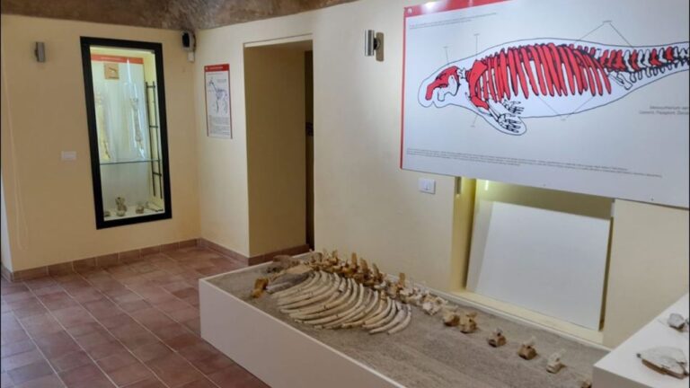 Un pezzo di storia della Calabria nel fossile custodito nel Museo di Ricadi e risalente a più di 5 milioni di anni fa