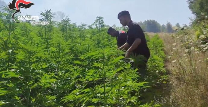 Quattro piantagioni di marijuana scoperte dai carabinieri a San Pietro di Caridà – Video