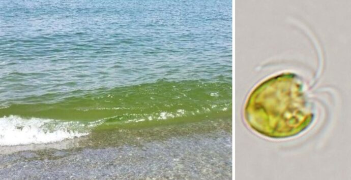 Mare verde “rovina-vacanze”, l’Arpacal conferma: proliferazione anomala di alghe monocellulari non tossiche