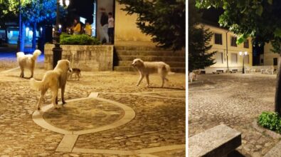 Serra San Bruno, la minoranza attacca l’amministrazione: «Dove sono finite le proposte per combattere il randagismo?»