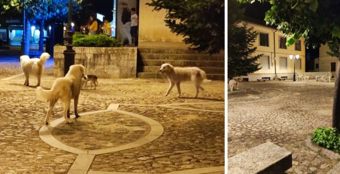 Serra San Bruno, la minoranza attacca l’amministrazione: «Dove sono finite le proposte per combattere il randagismo?»