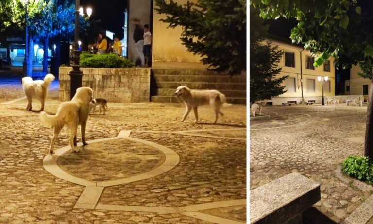 Serra San Bruno, la minoranza attacca l’amministrazione: «Dove sono finite le proposte per combattere il randagismo?»