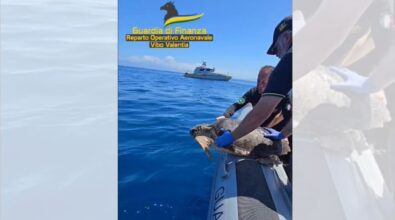 Ohana torna a casa, la tartaruga salvata a Briatico liberata in mare dopo le cure: lo spettacolare video