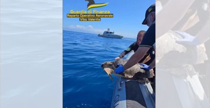 Ohana torna a casa, la tartaruga salvata a Briatico liberata in mare dopo le cure: lo spettacolare video